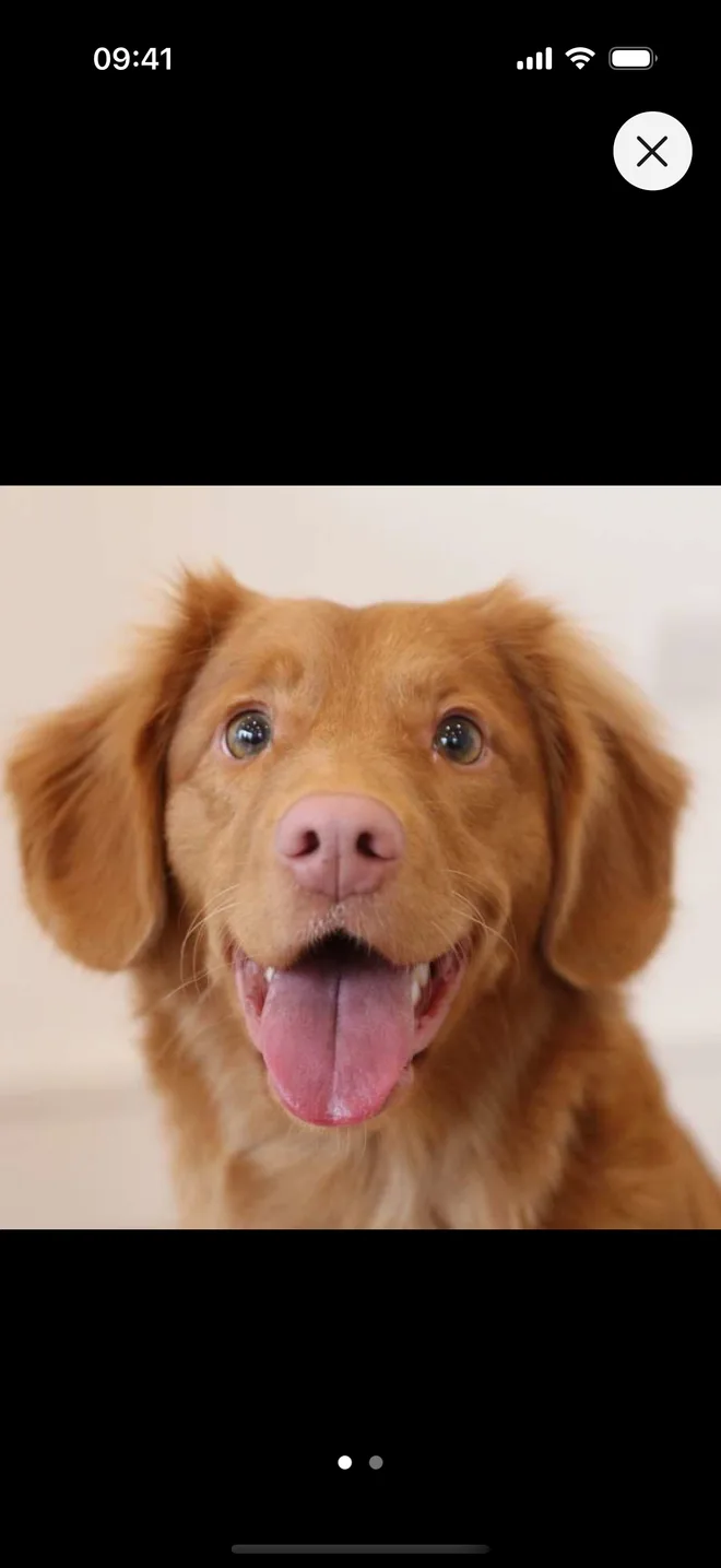 A photo of Bruno opened from the shared note